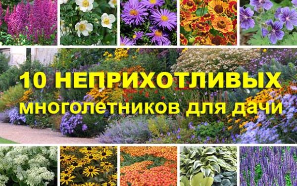 Неприхотливые многолетники описание и картинки