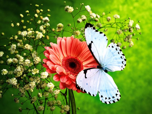 Цветы и бабочки.