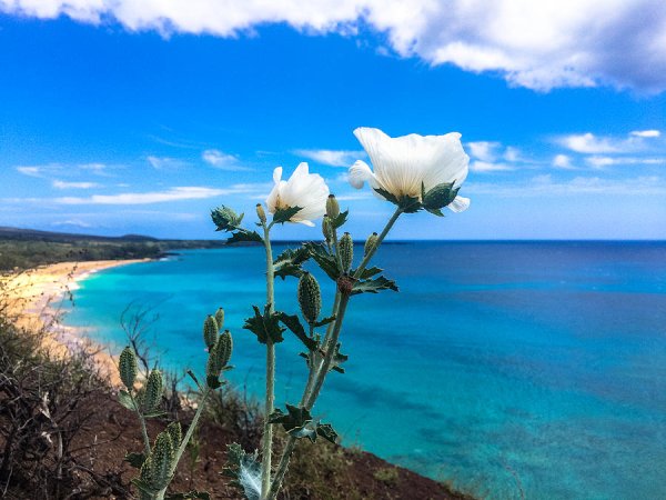 Цветы на берегу моря