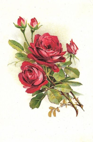 Открытки с изображением цветов