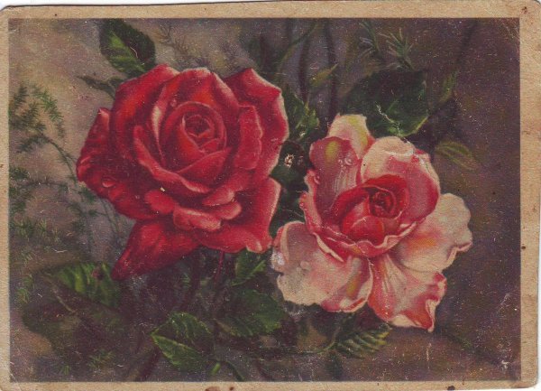 Советские розы