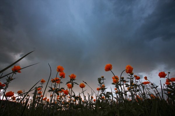 Цветы перед дождем