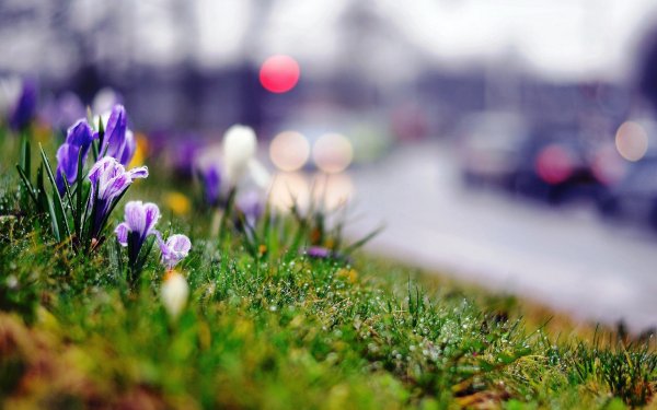 Ранняя Весна