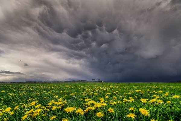Поле перед грозой