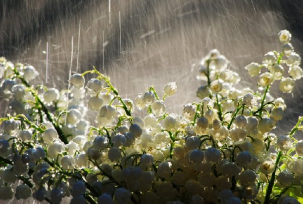 Дождь весной