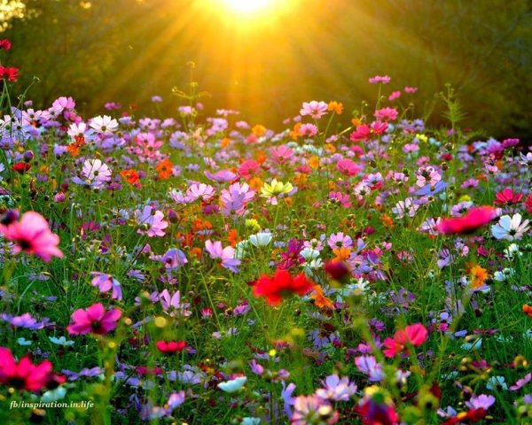 Лето в России