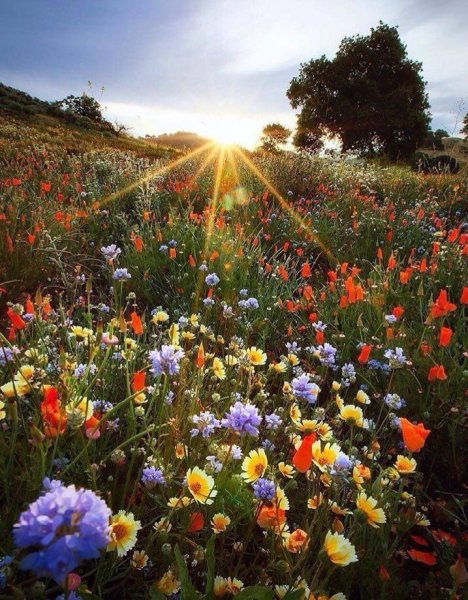 Ромашки и солнце