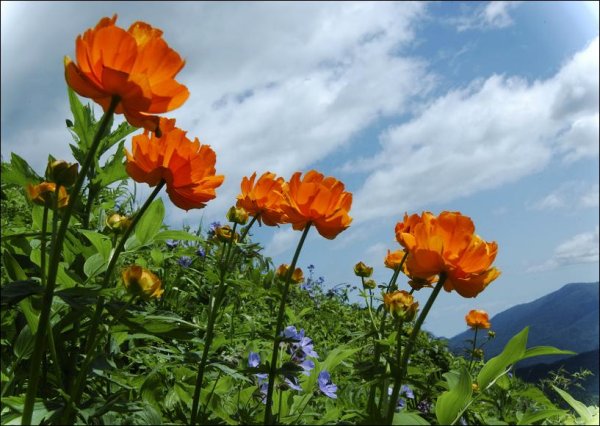 Полевые цветы