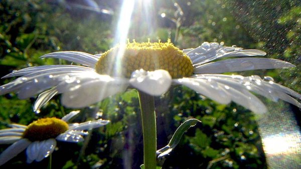 Погода цветы