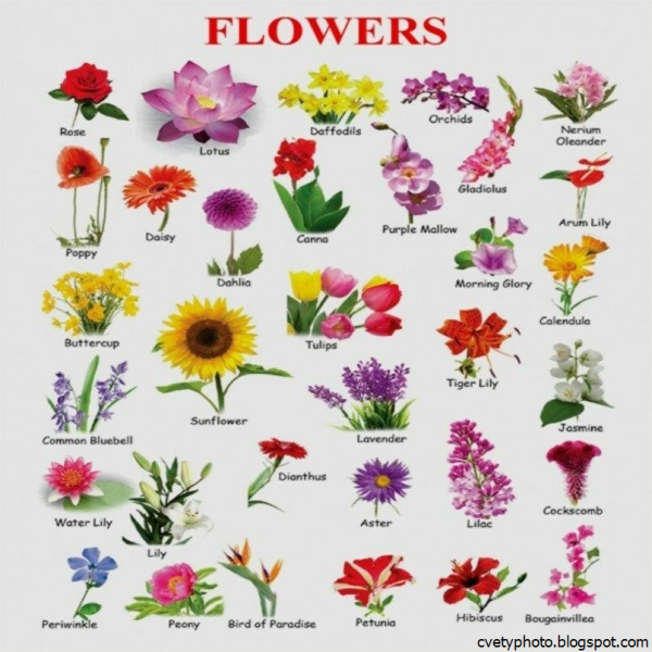 Список цветов (названия по алфавиту)