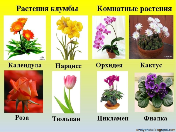 Цветы названия