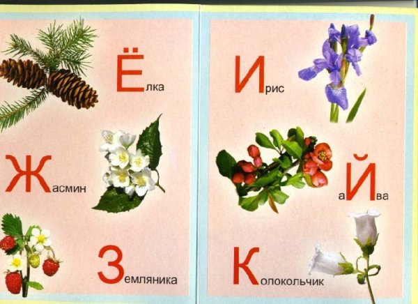Растения по алфавиту для детей