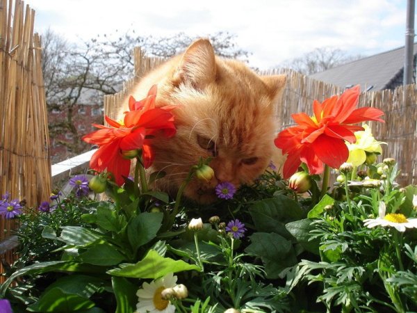 Гербера (Gerbera)