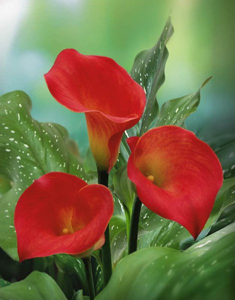 Alstroemeria ligtu