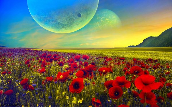 Цветы в космосе