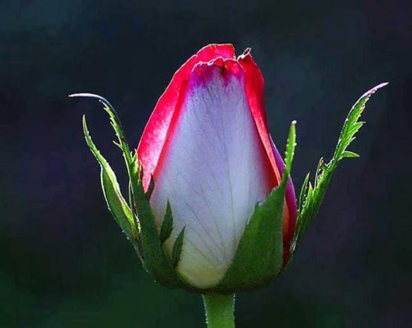 Нераспустившийся бутон