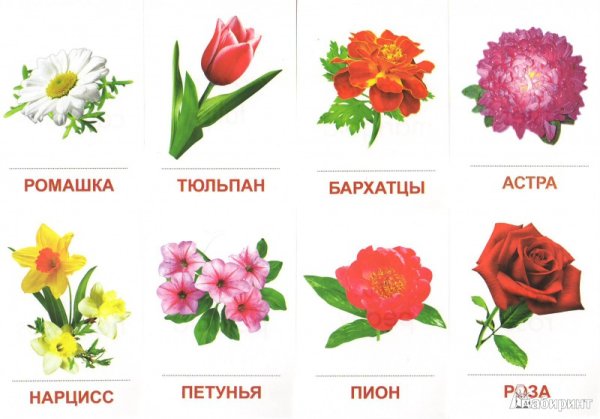 Цветы карточки для детей
