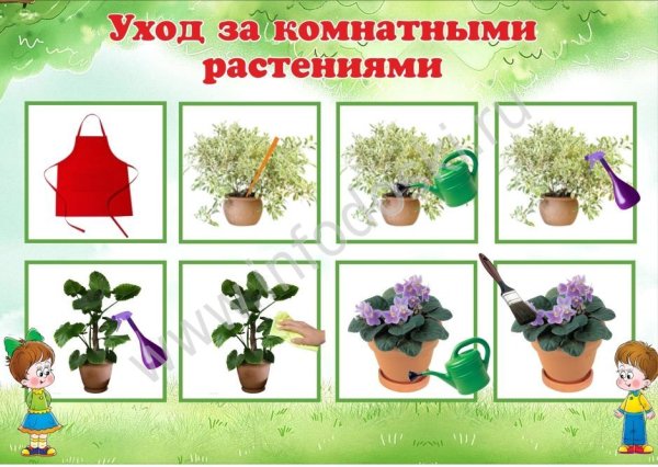 Растения для дошкольников