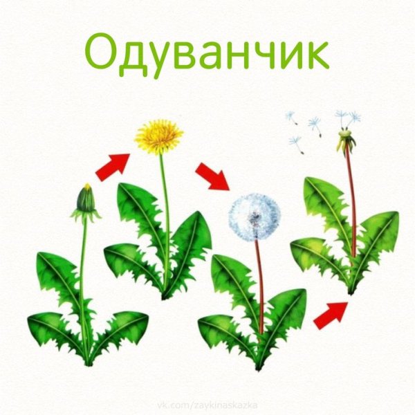 Комнатные растения для дошкольников