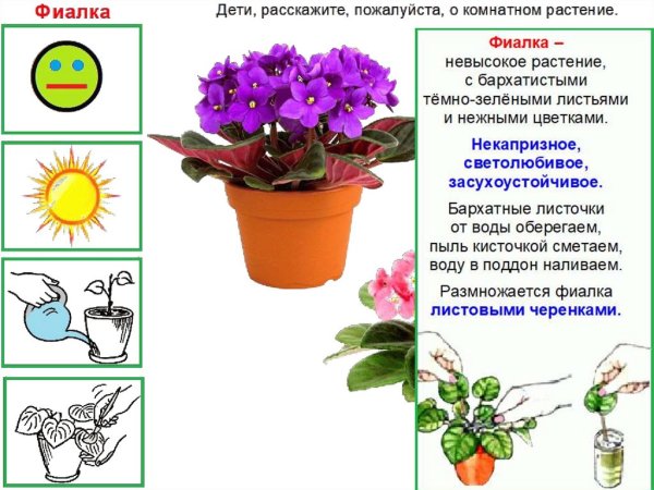 Тема недели растения