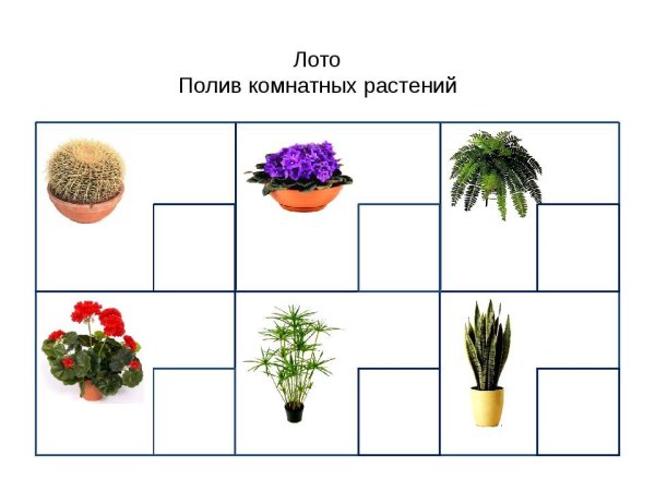 Тема недели комнатные растения
