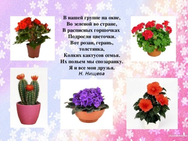 Комнатные растения для детей