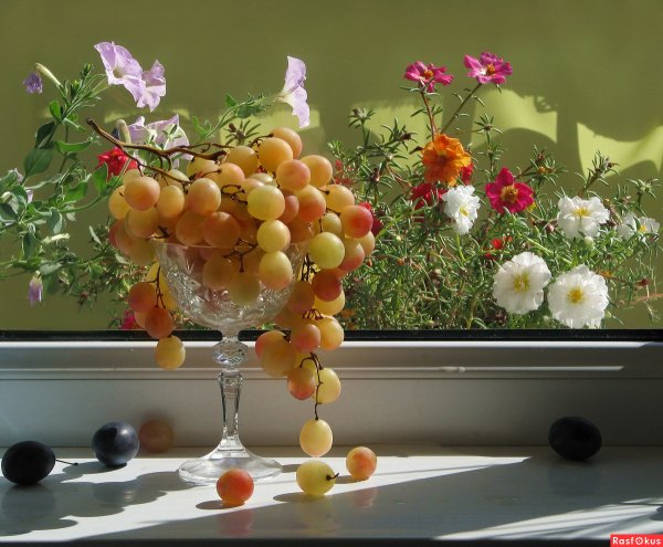 Юлия Тельес Фотонатюрморты