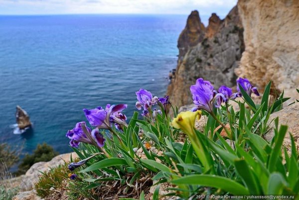 Дикие ирисы в горах Крыма