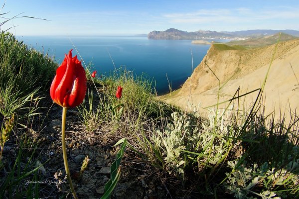 Крым Карадаг Весна