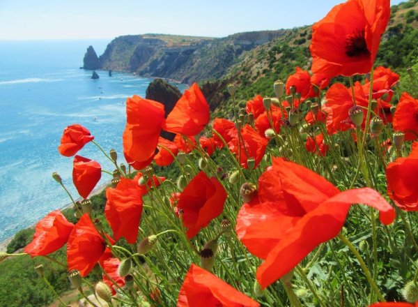 Тюльпаны Шренка Коктебель