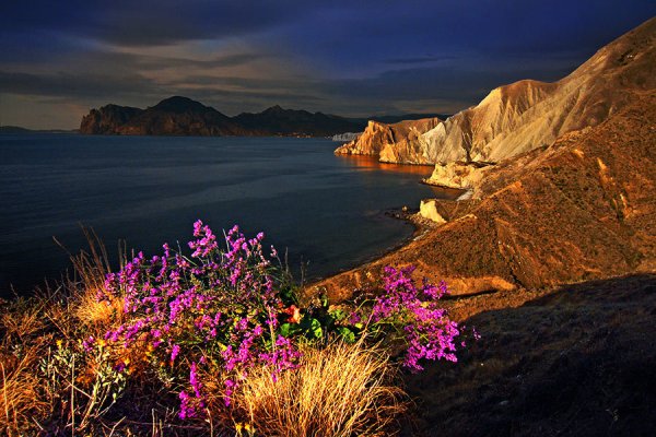 Мыс Агира Крым цветы