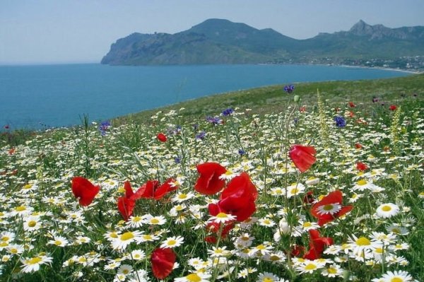 Крым море цветы