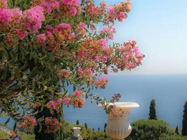 Чаир растение