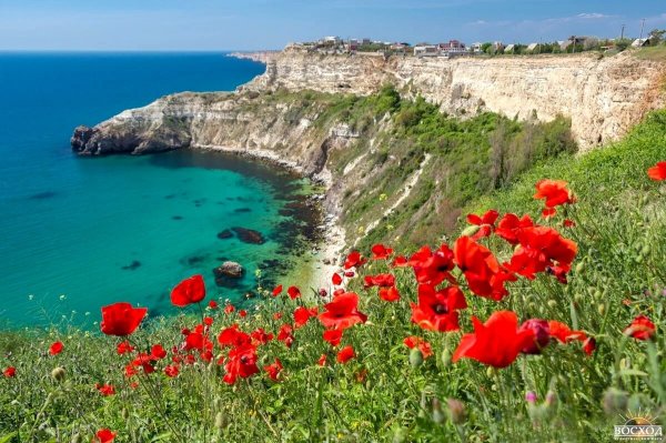 Маки в Крыму мыс Тарханкут