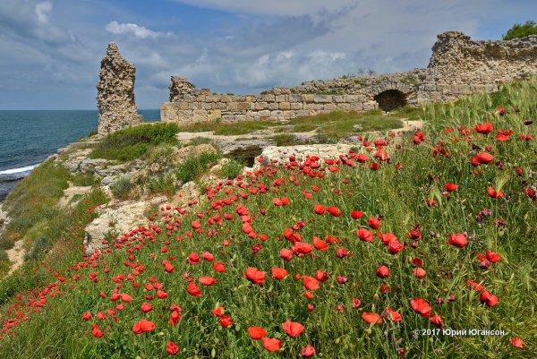 Крымские маки Херсонес