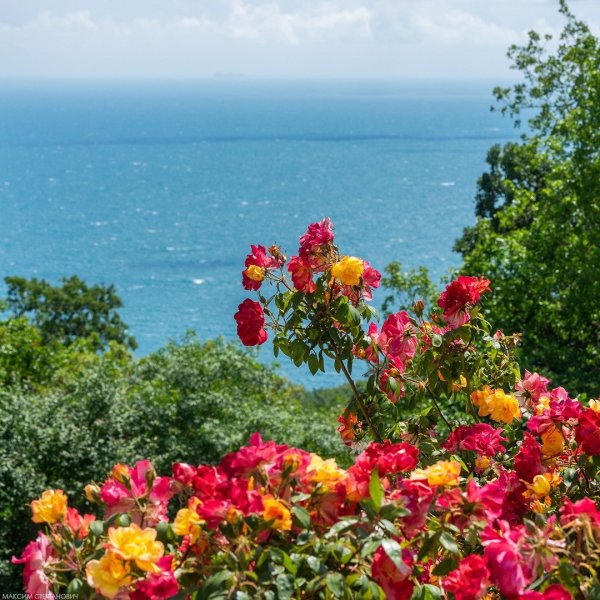 Никитинский Ботанический сад в Крыму