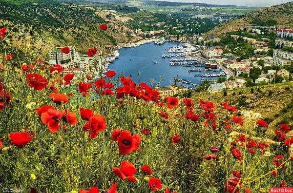 Кипарисы в Крыму