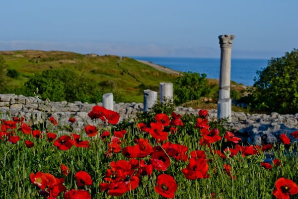 Крым море цветы