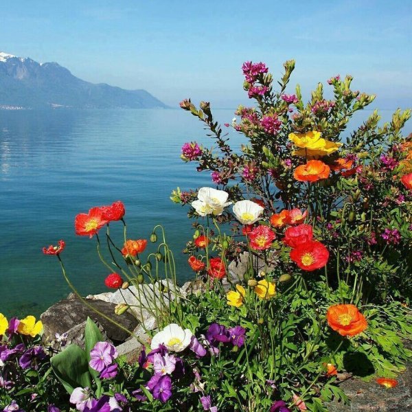 Первоцветы горного Крыма