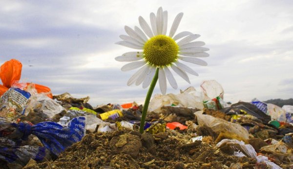 Картина из цветы из пластиковой бутылки