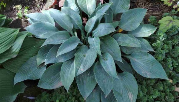 Хоста Оливия