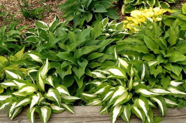 Хоста гибридная Дэвон Грин