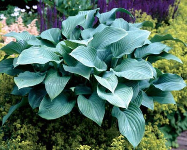 Хоста krossa Regal