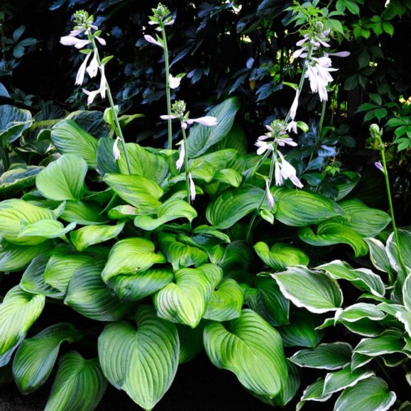 Хоста гибридная гуакамоле