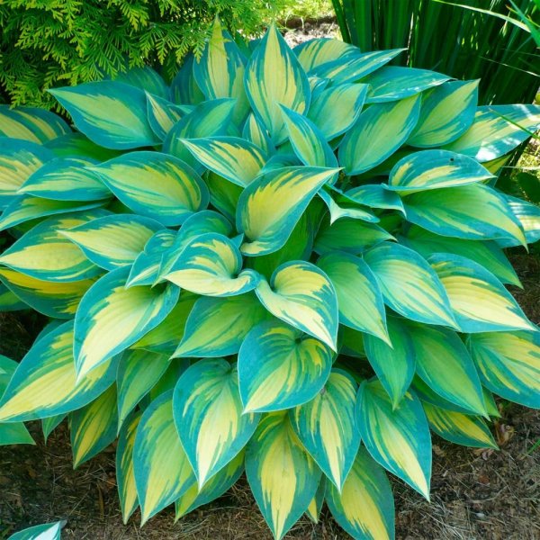 Хоста гибридная Джун