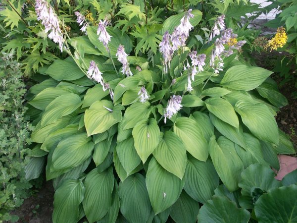 Хоста махровая