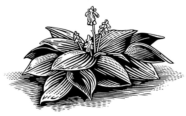 Хоста гибридная нарисованная