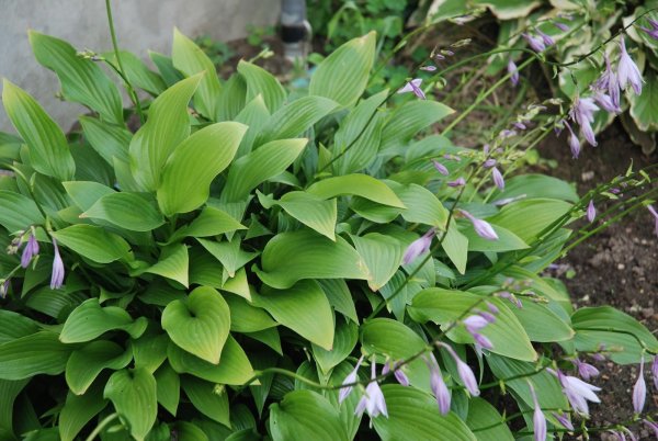 Хоста Жаннет