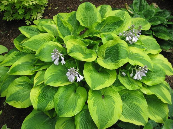 Хоста Moon Split (Мун сплит)