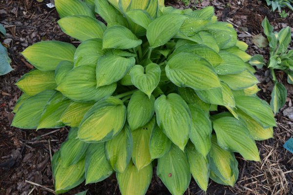 Хоста Дон Стивенс